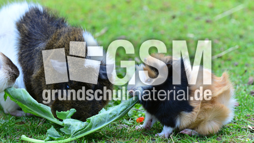 Meerschweinchen (7).jpg